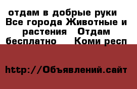 отдам в добрые руки - Все города Животные и растения » Отдам бесплатно   . Коми респ.